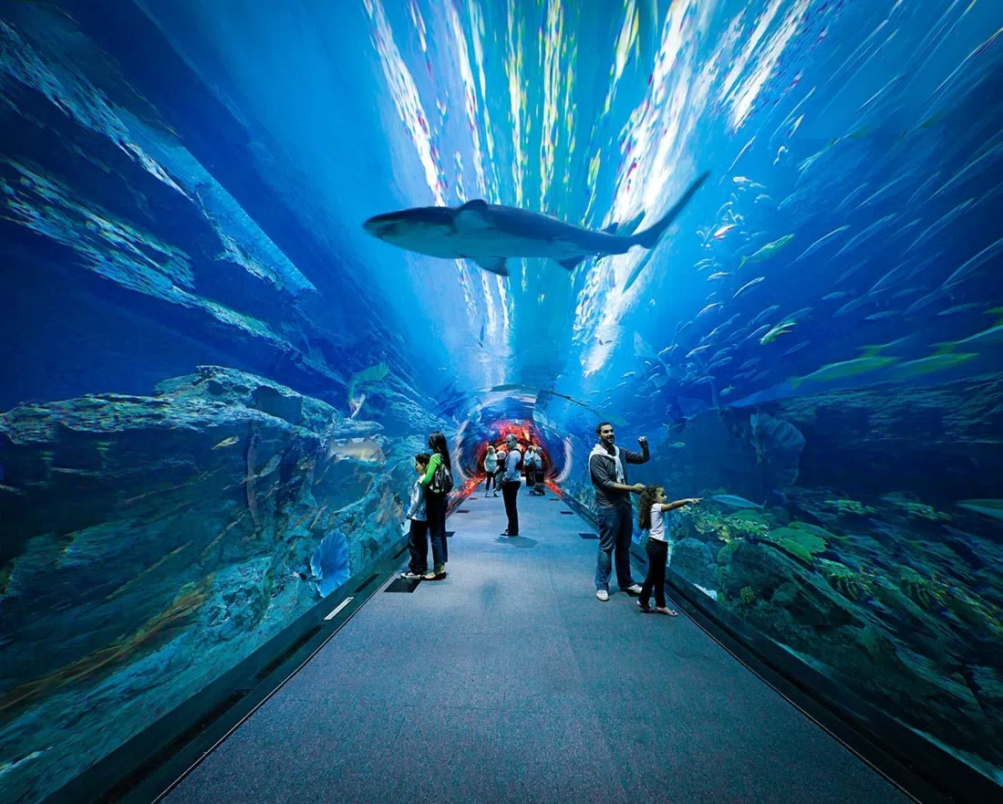 Dubai Aquarium & Underwater Zoo, Dubai